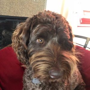 Meet your Posher, Matthew